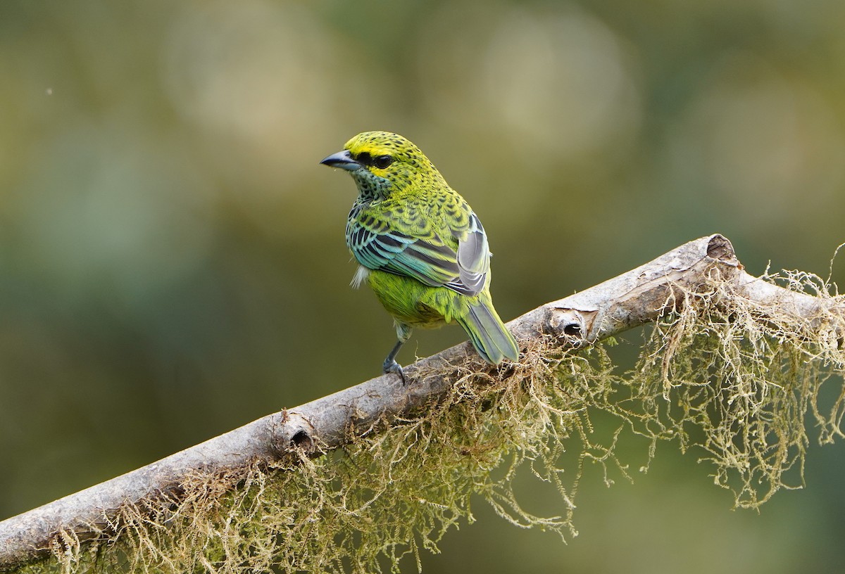 Speckled Tanager - ML645464740