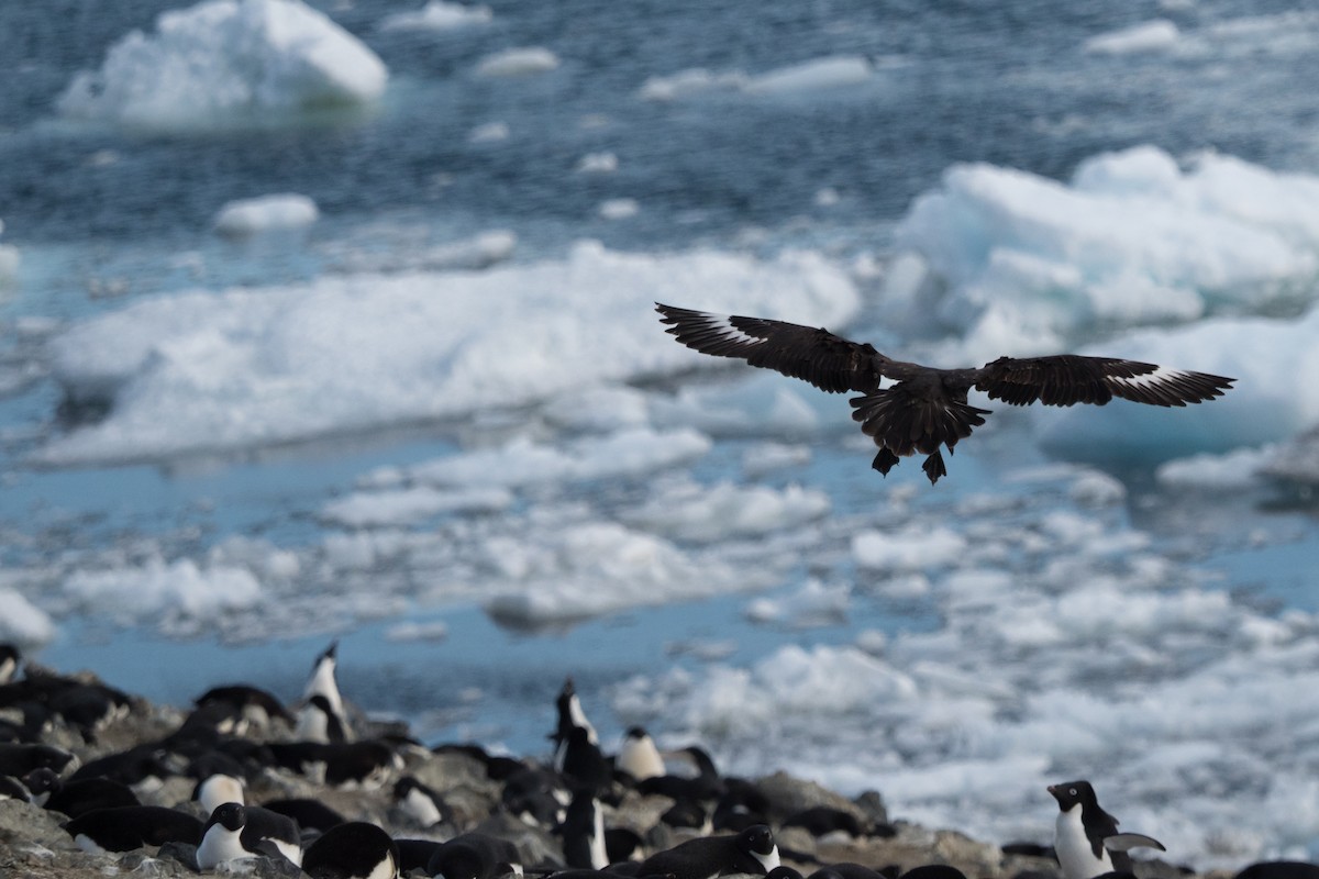 South Polar Skua - ML645464745