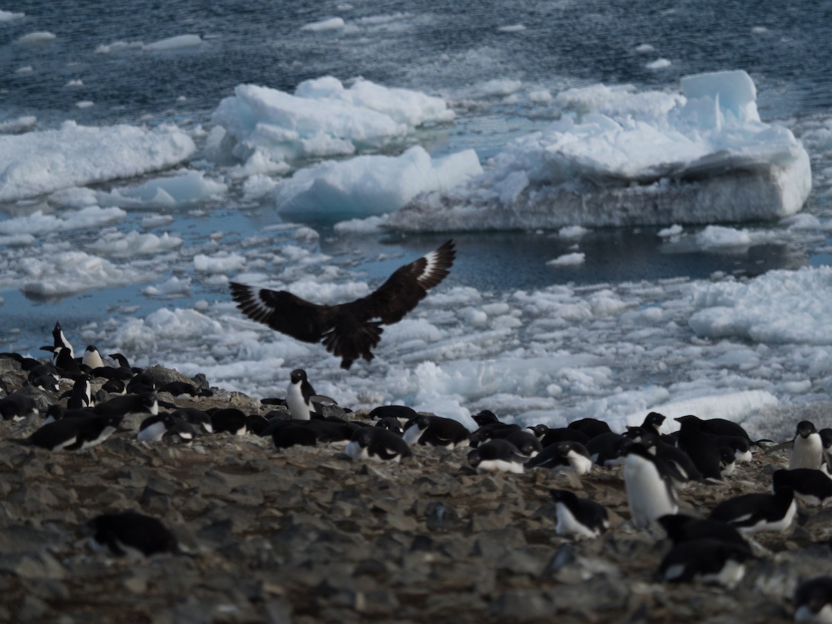 South Polar Skua - ML645464746
