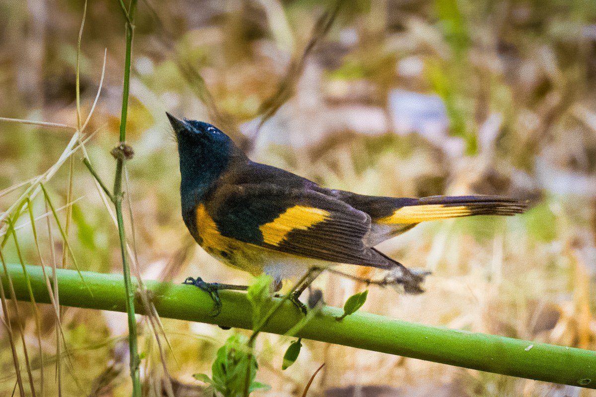 American Redstart - ML645464747