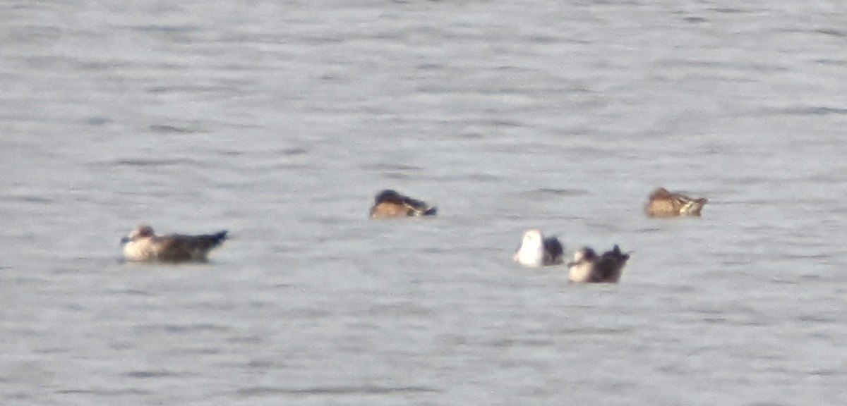 Lesser Black-backed Gull - ML645464749