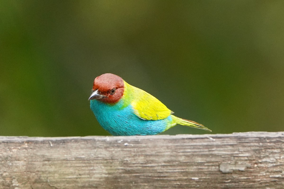 Bay-headed Tanager - ML645464750