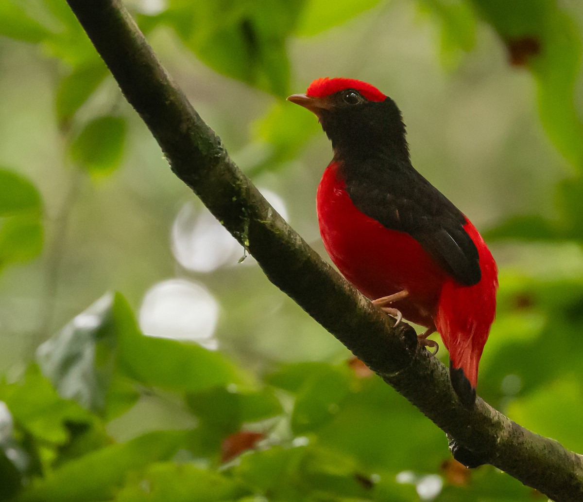 Black-necked Red-Cotinga - ML645464755