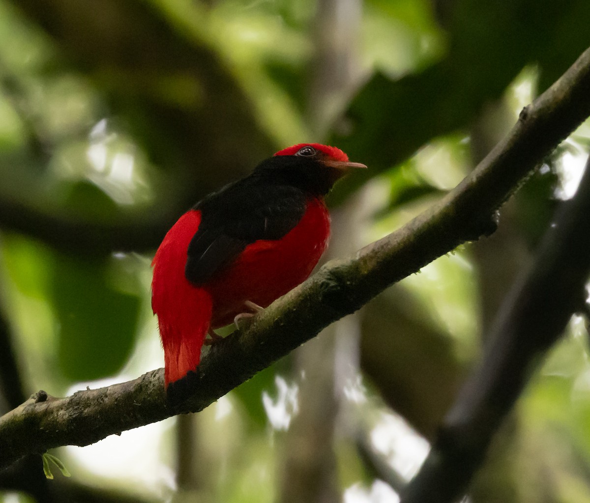 Black-necked Red-Cotinga - ML645464756