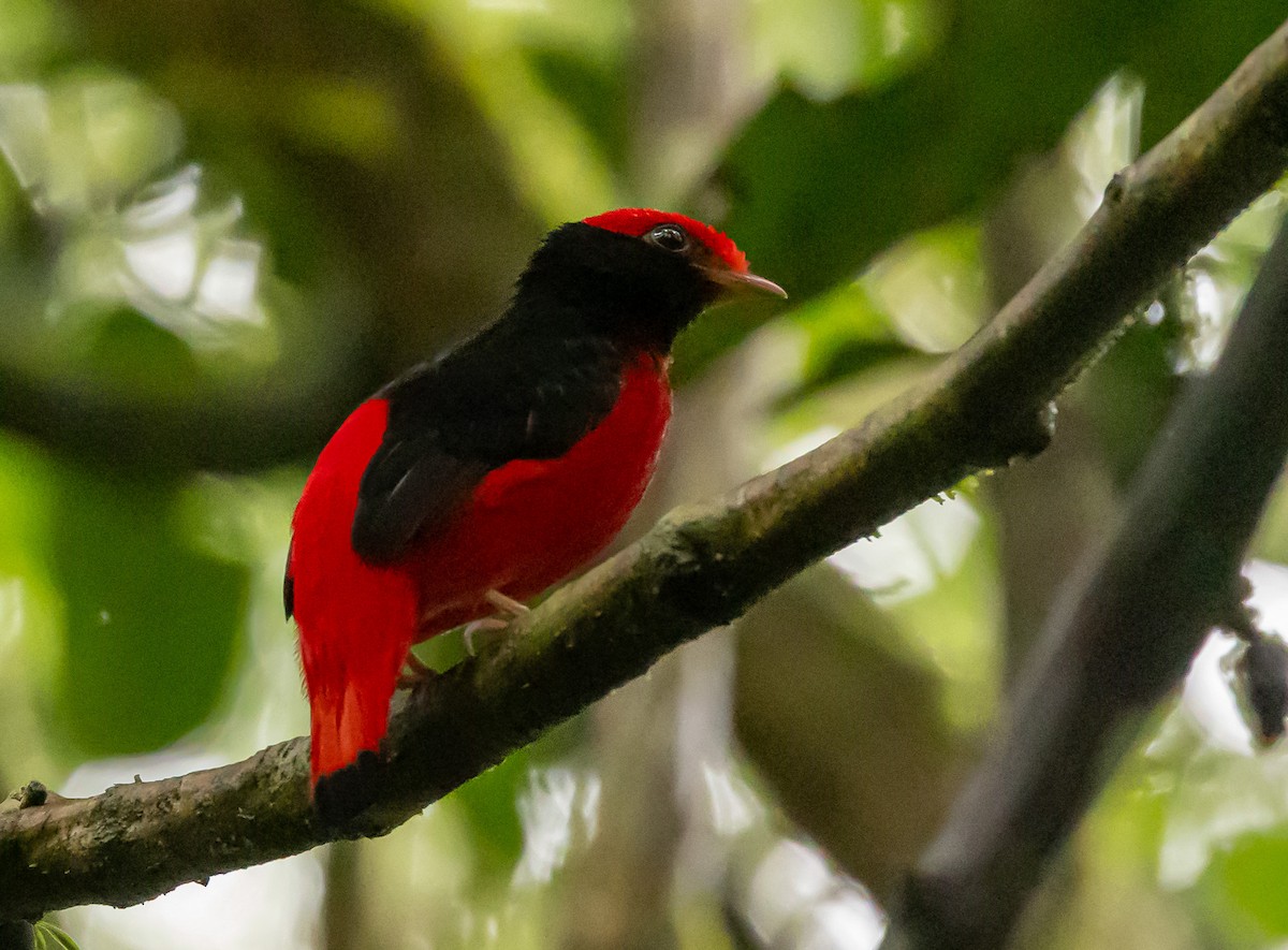 Black-necked Red-Cotinga - ML645464757