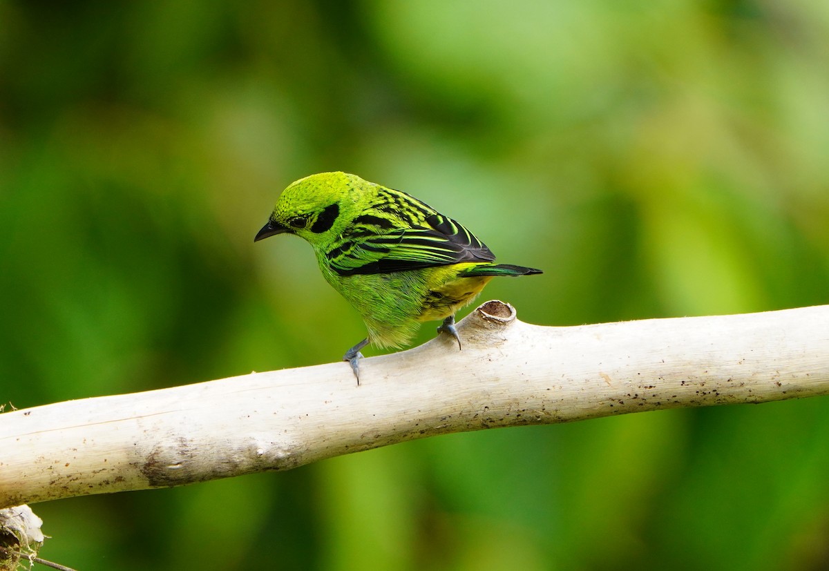 Emerald Tanager - ML645464758