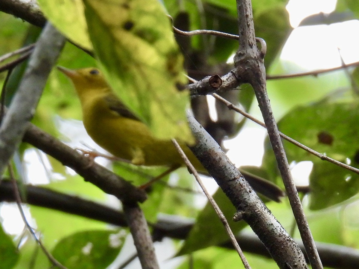 Wilson's Warbler - ML645464765