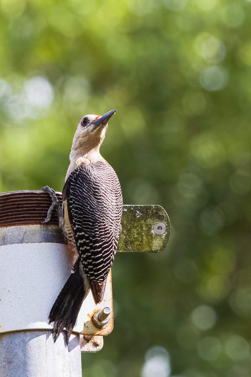 Golden-fronted Woodpecker - ML645464768