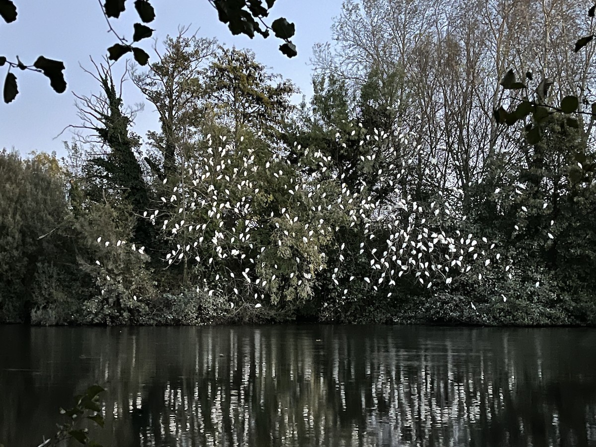 Western Cattle-Egret - ML645464770