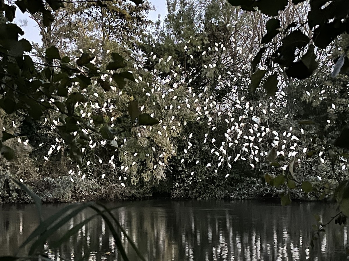 Western Cattle-Egret - ML645464775