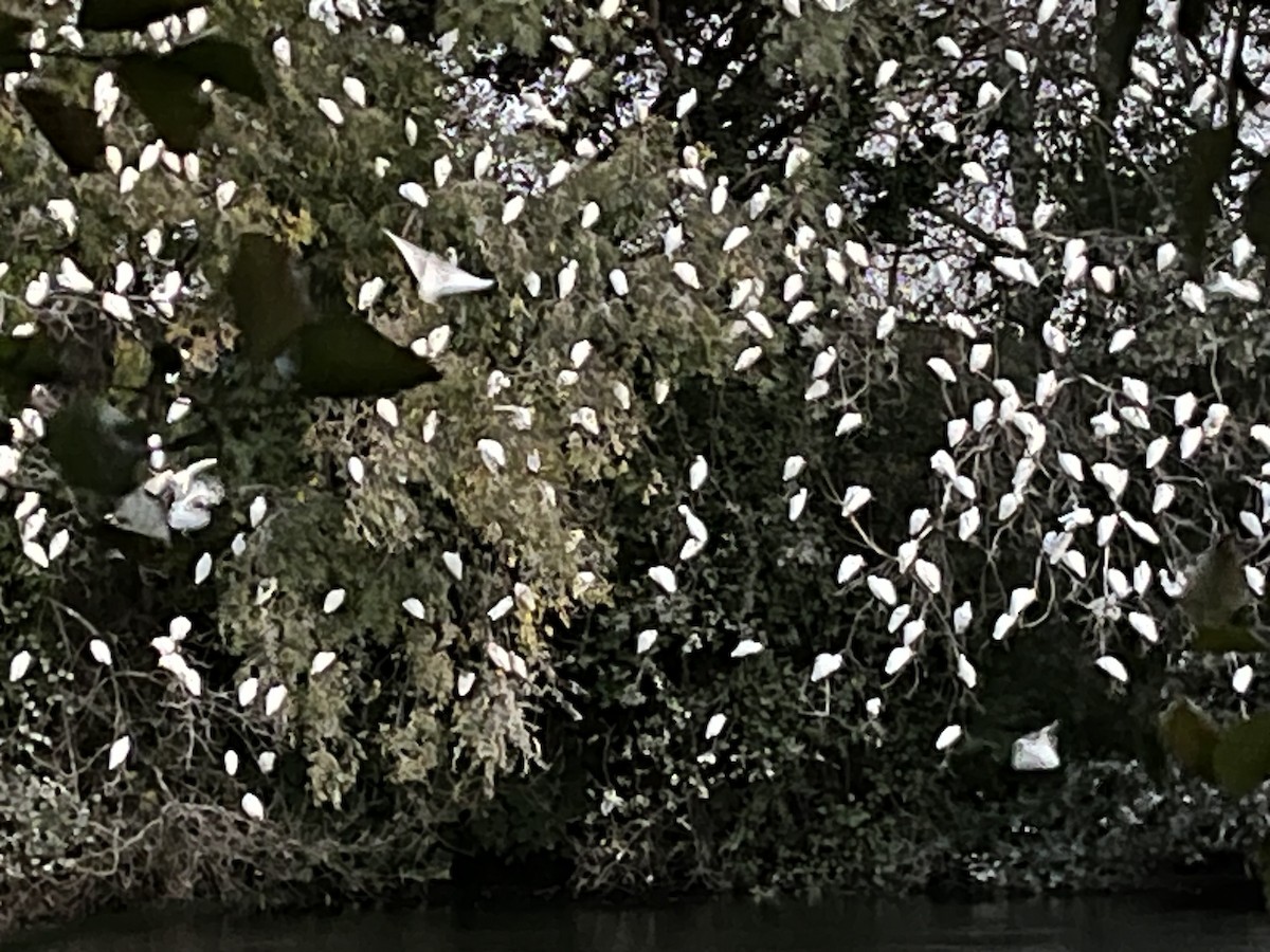 Western Cattle-Egret - ML645464778