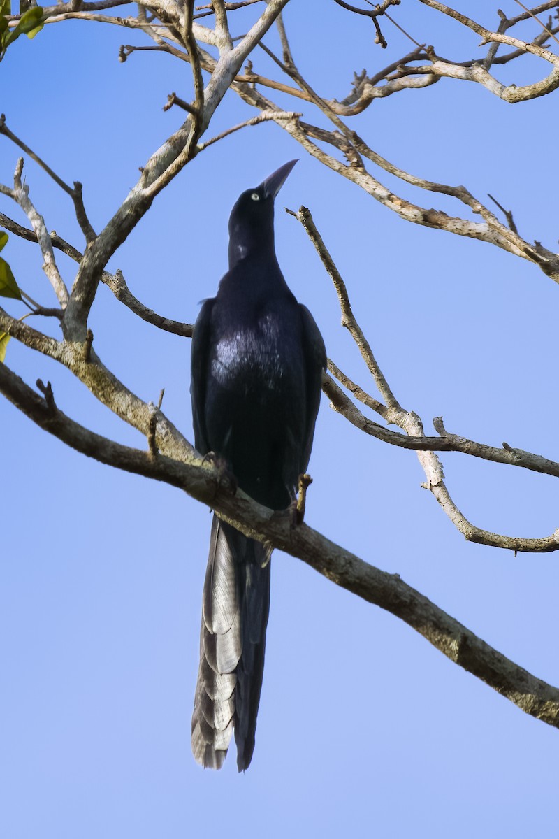 Great-tailed Grackle - ML645464784