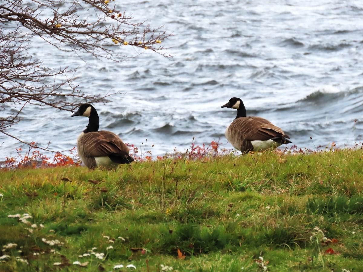 Canada Goose - ML645464785