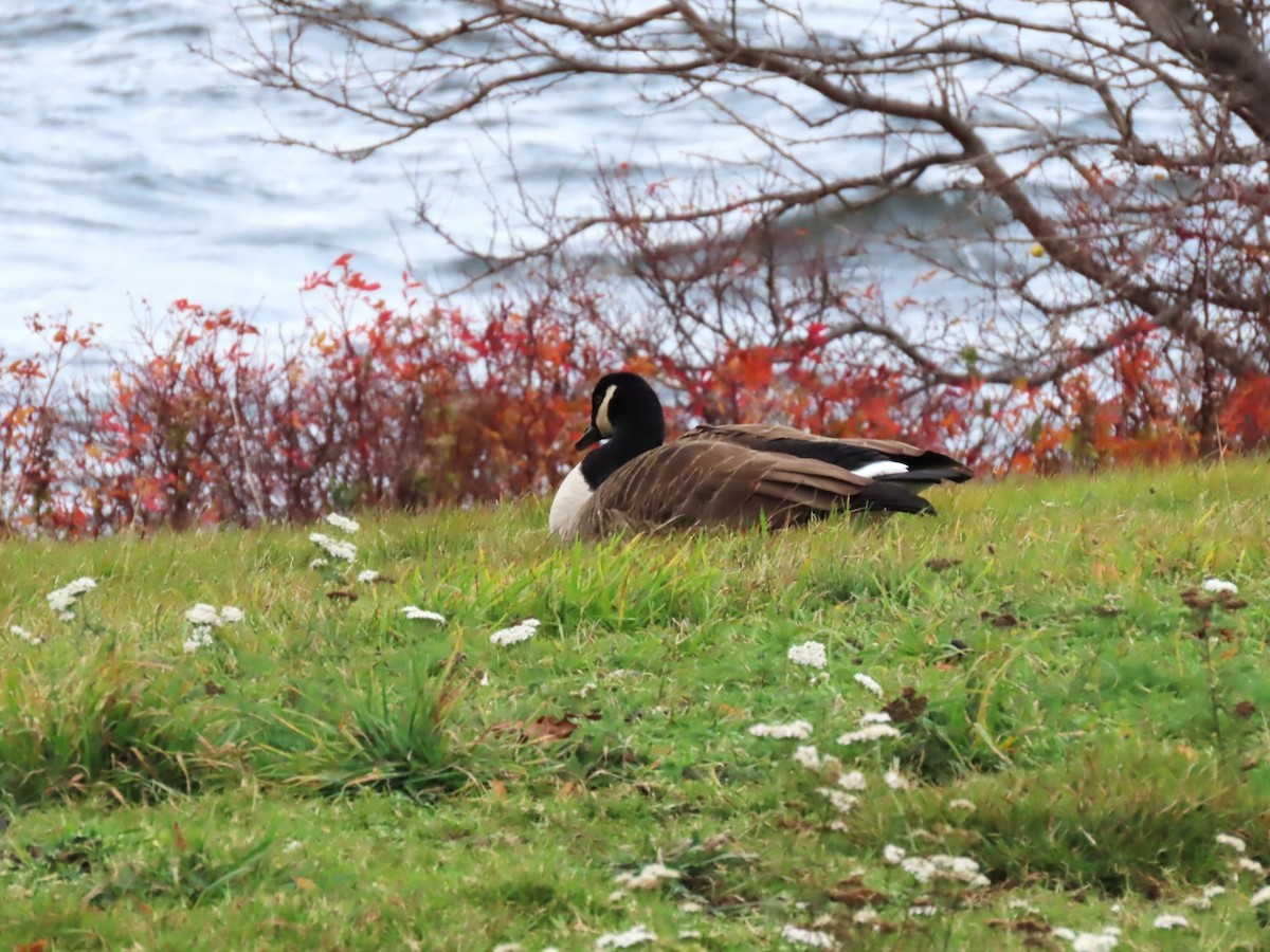 Canada Goose - ML645464786