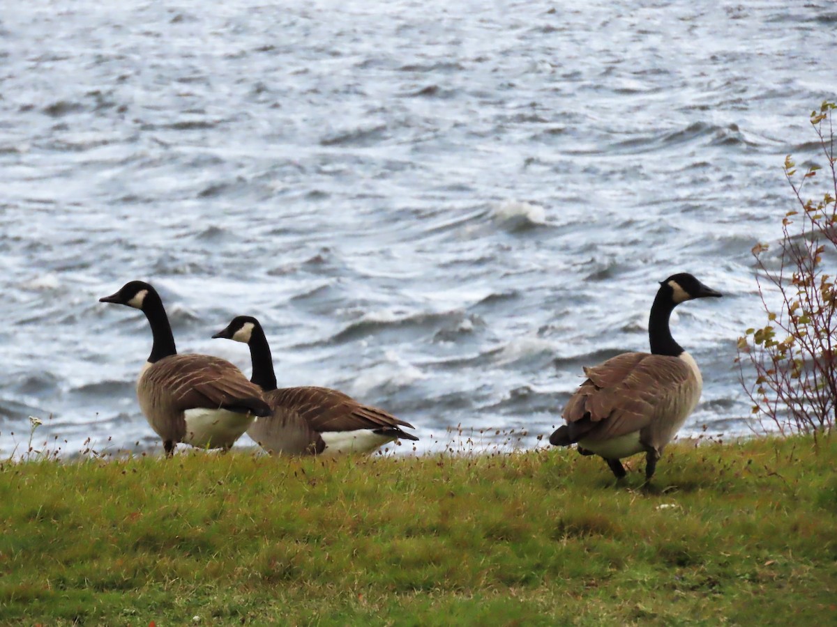Canada Goose - ML645464787