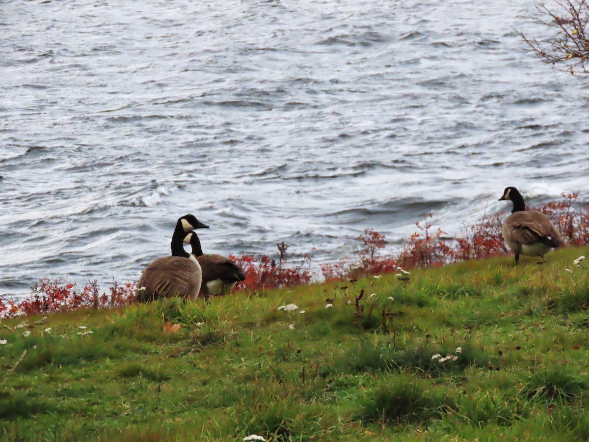 Canada Goose - ML645464788
