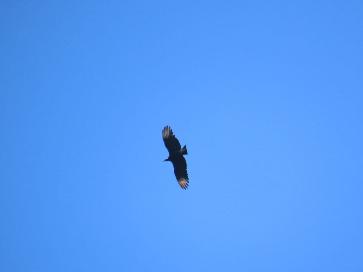 Black Vulture - ML645464792