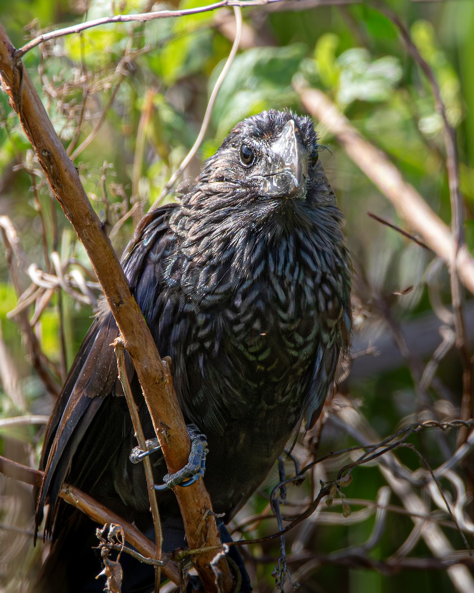 Smooth-billed Ani - ML645464795