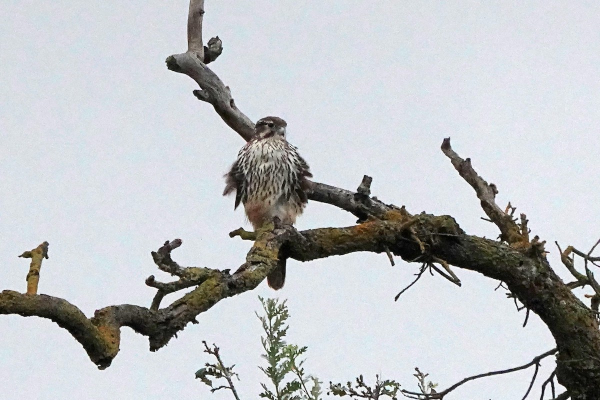 Prairie Falcon - ML645464802