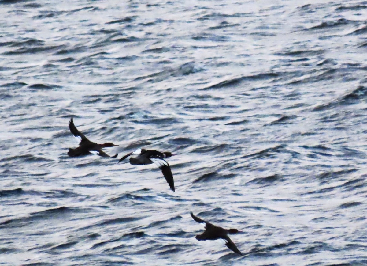 Red-breasted Merganser - ML645464805