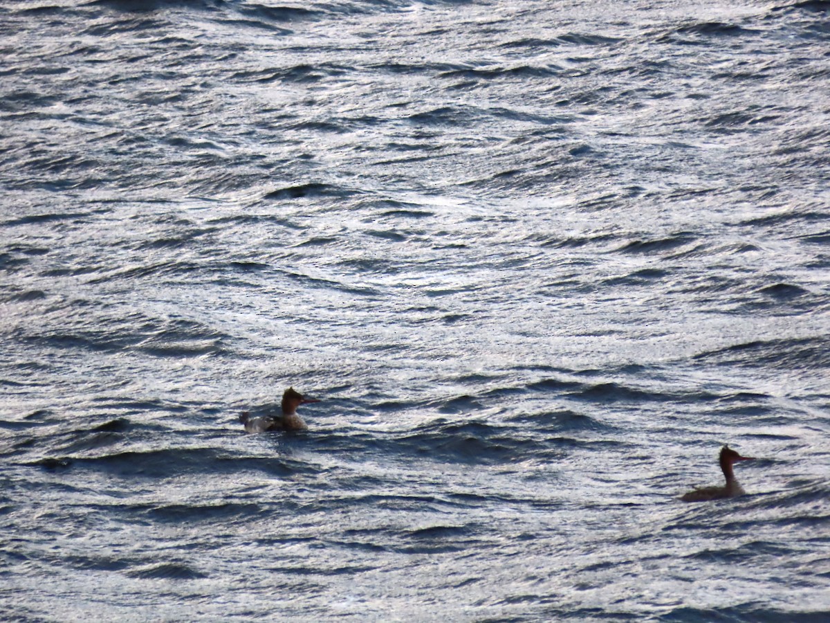 Red-breasted Merganser - ML645464806