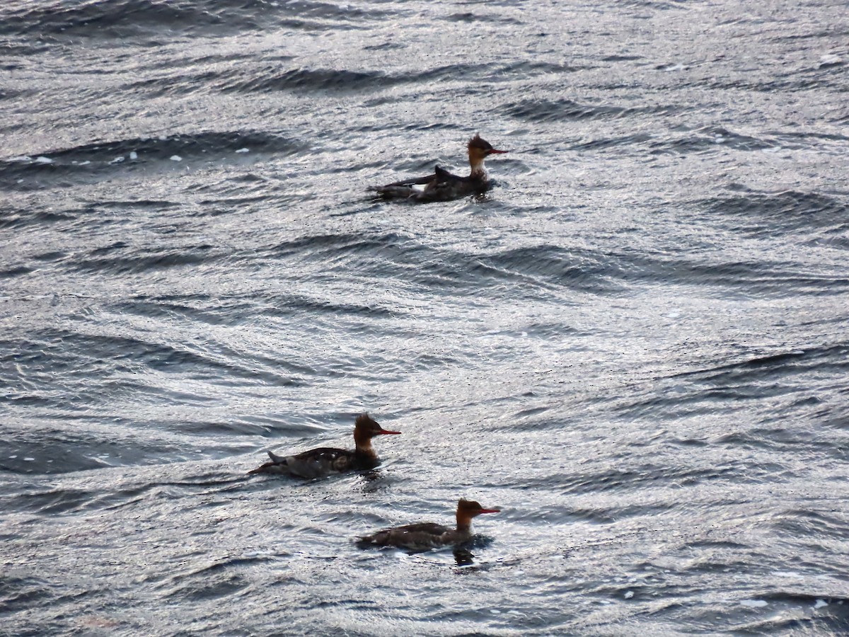 Red-breasted Merganser - ML645464807