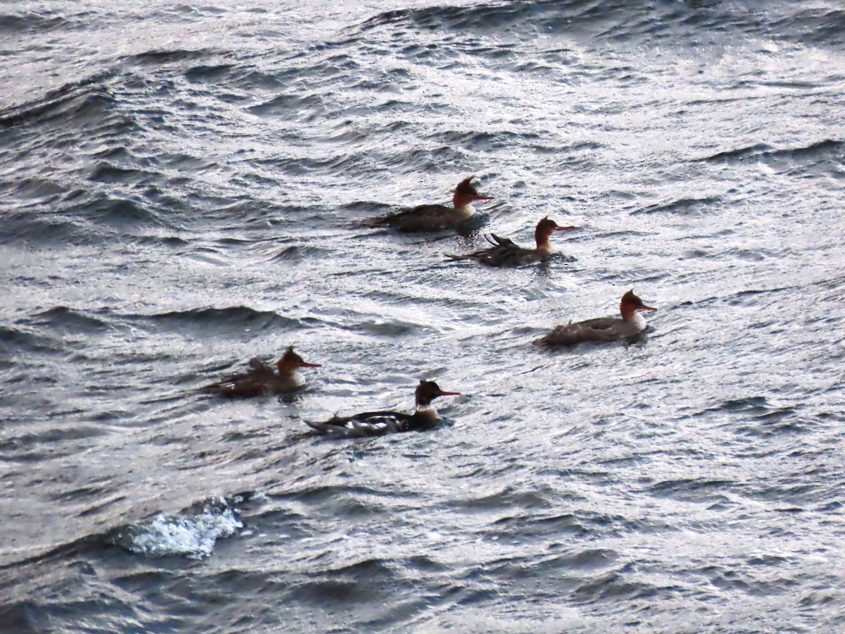 Red-breasted Merganser - ML645464808