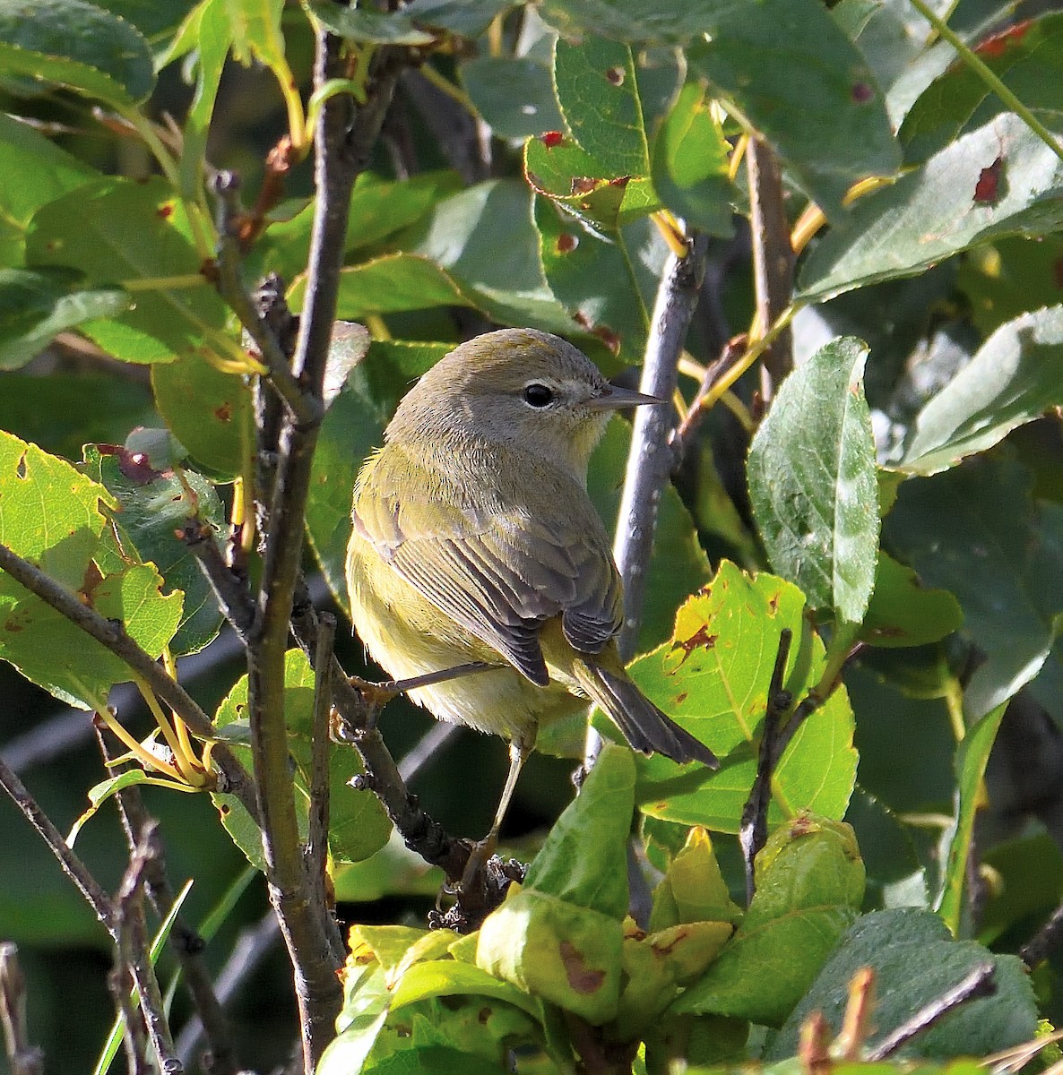 Orange-crowned Warbler - ML645464809
