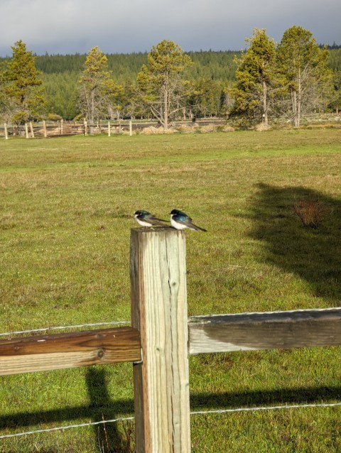 Tree Swallow - ML645464811