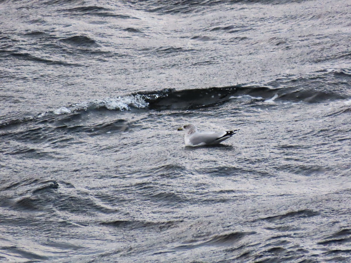 Ring-billed Gull - ML645464816