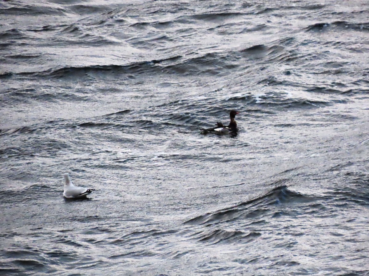 Ring-billed Gull - ML645464817