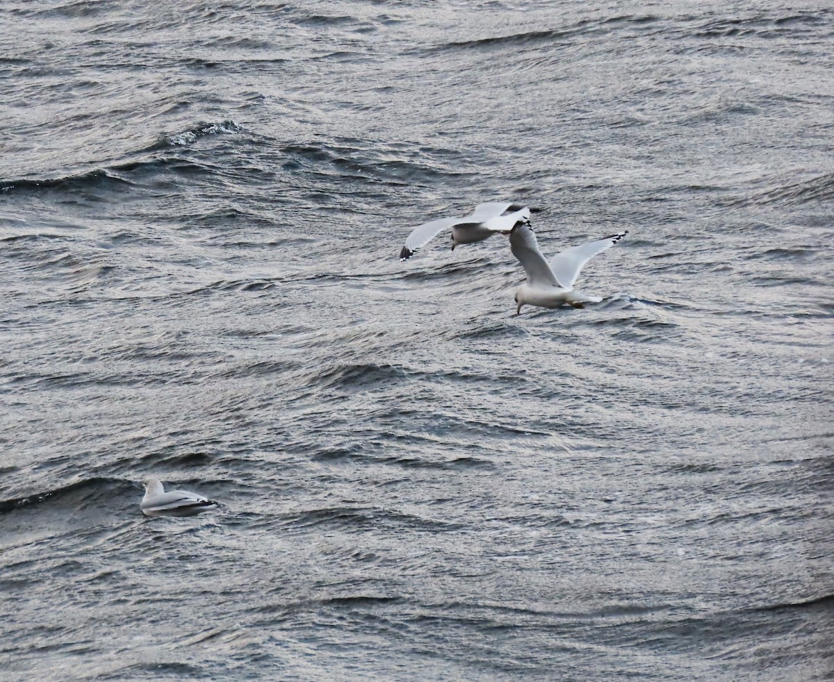 Ring-billed Gull - ML645464818
