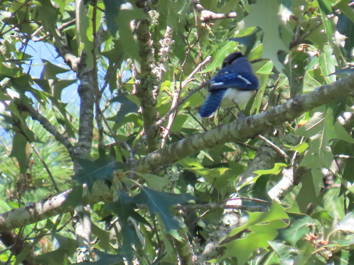 Blue Jay - ML645464819