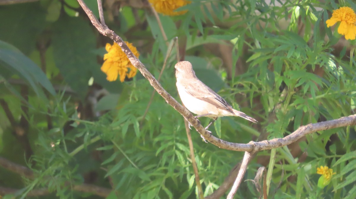 Dark-sided Flycatcher - ML645464821