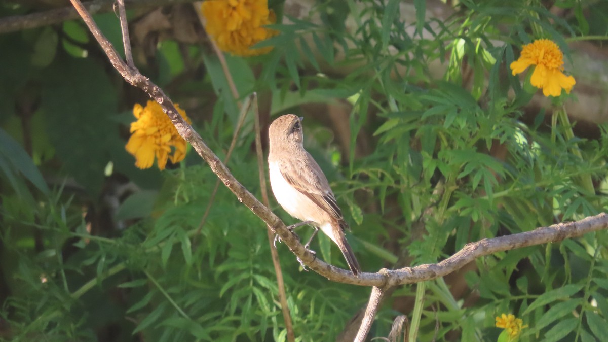 Dark-sided Flycatcher - ML645464822