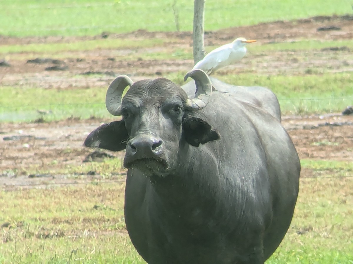 Western Cattle-Egret - ML645464823