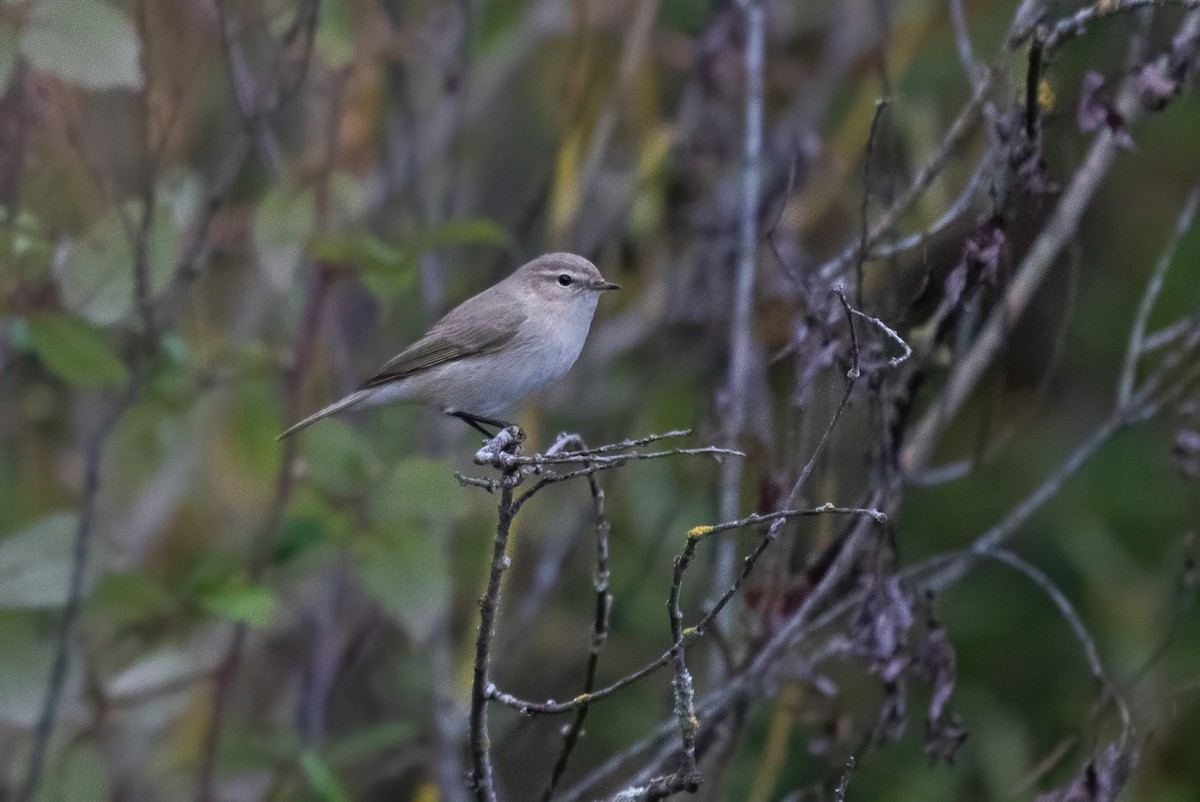Common Chiffchaff (Siberian) - ML645464825