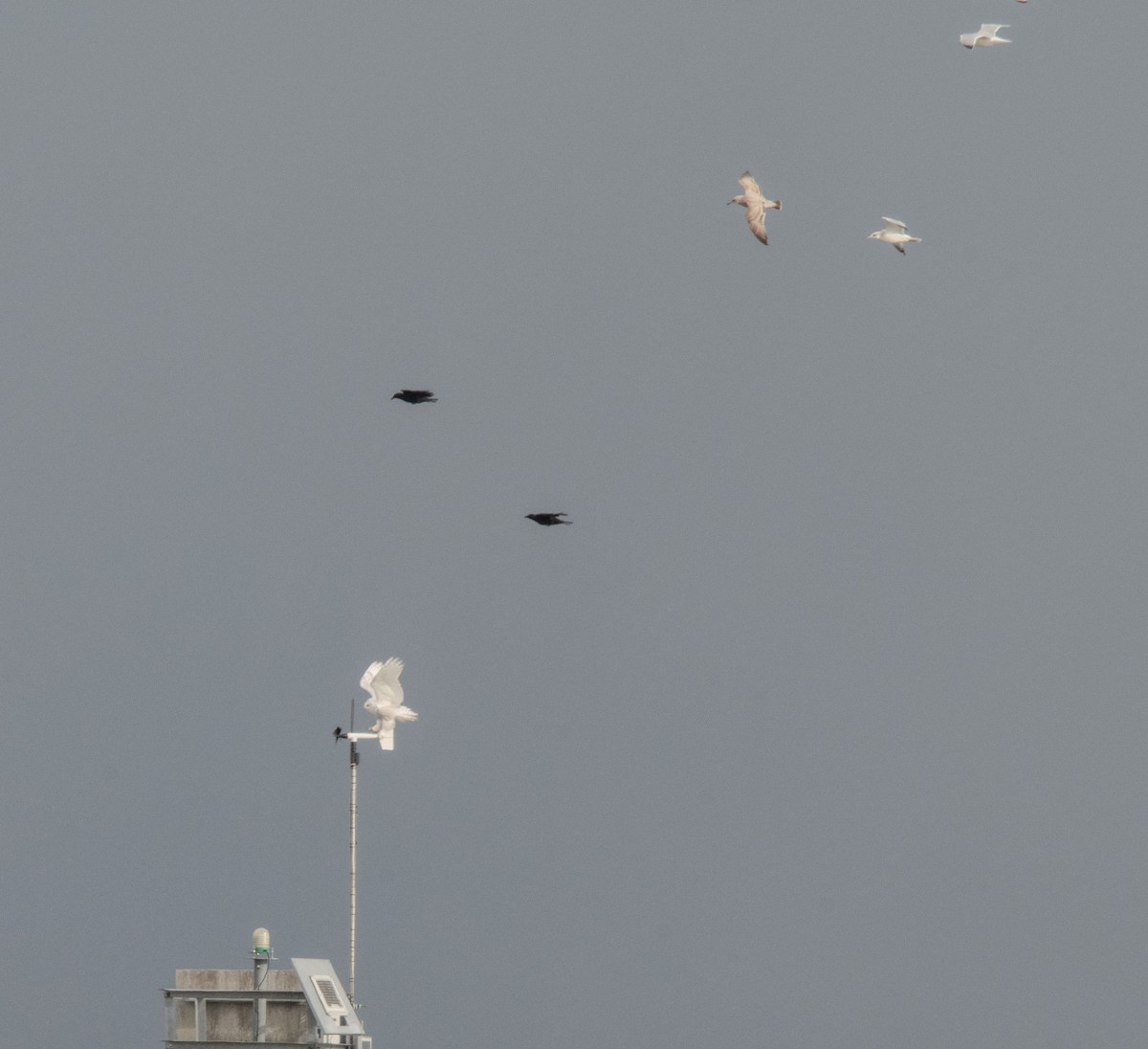 Snowy Owl - ML645464827