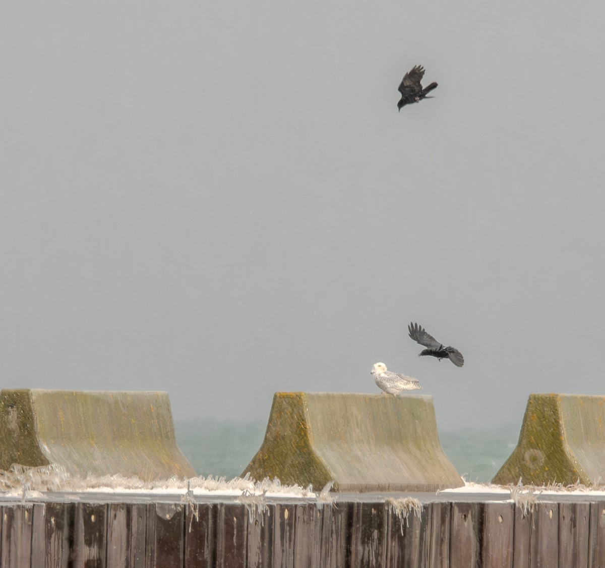 Snowy Owl - ML645464828