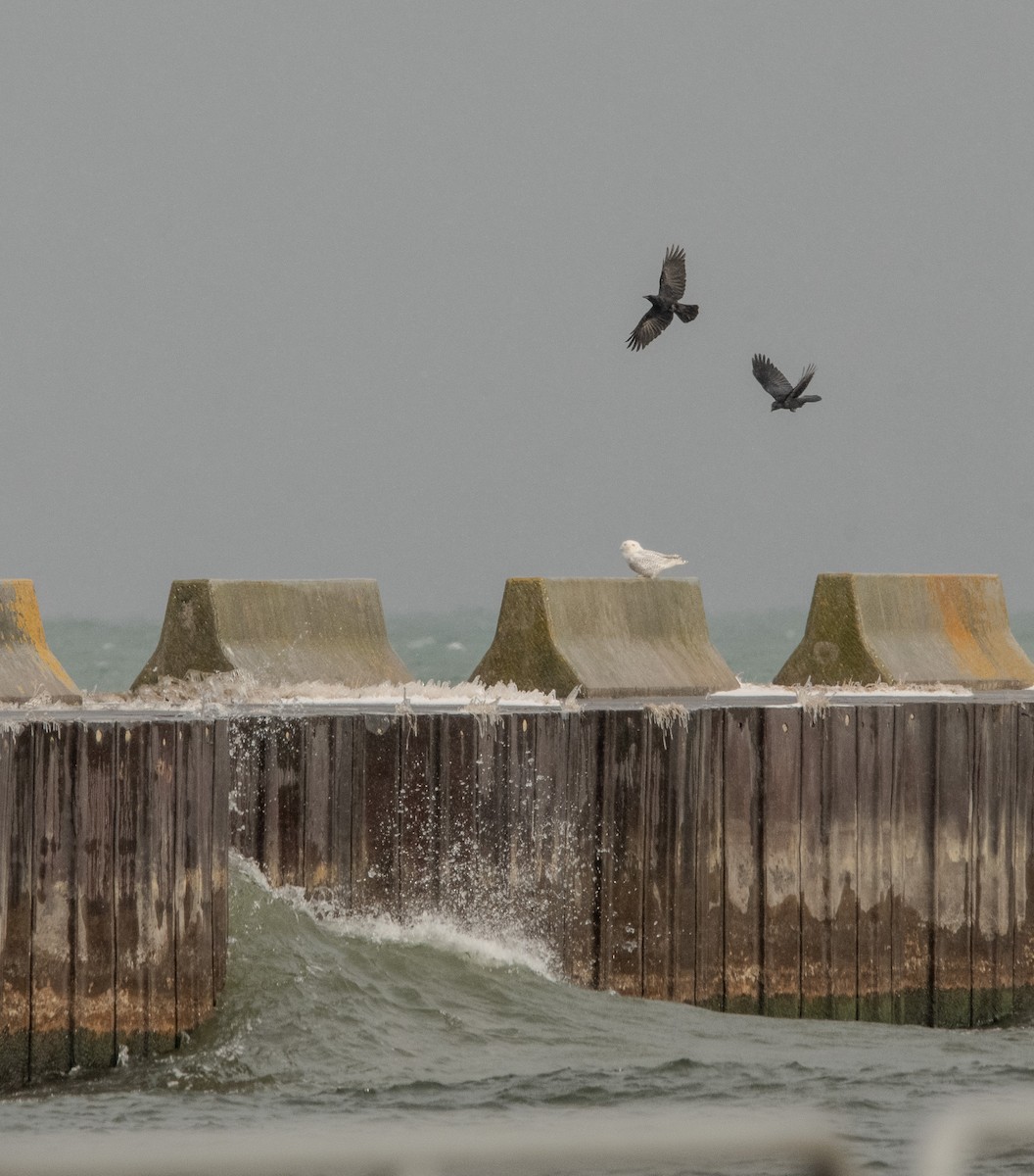 Snowy Owl - ML645464829