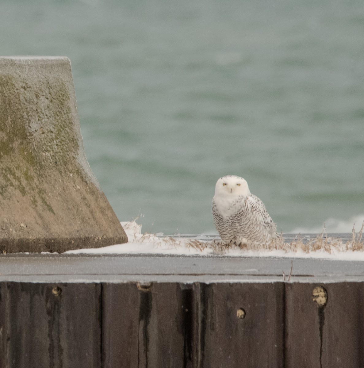 Snowy Owl - ML645464830