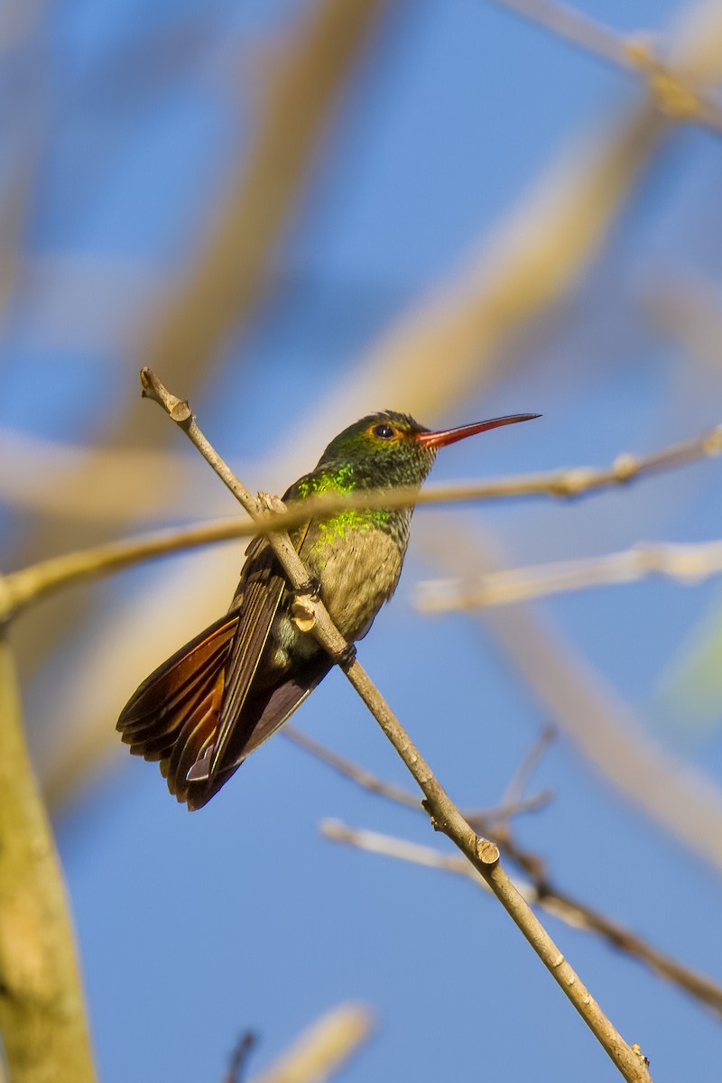 Rufous-tailed Hummingbird - ML645464833