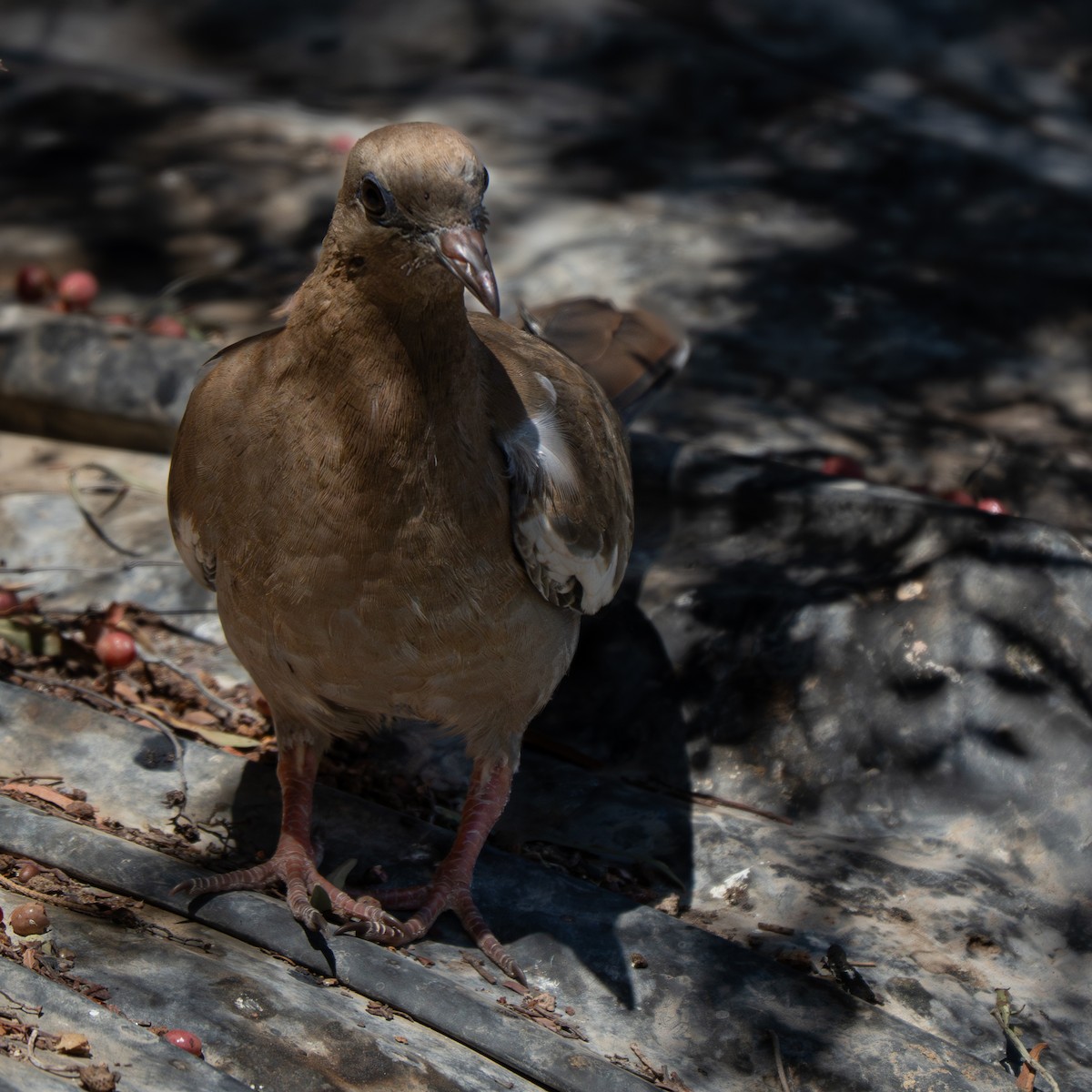 Tourterelle côtière - ML645464836
