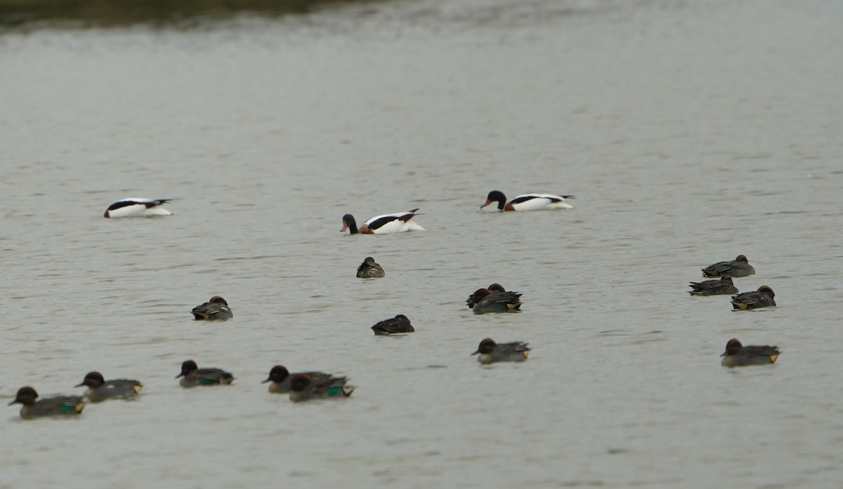 Tadorne de Belon - ML645464837