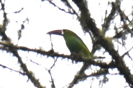 Toucanet à croupion rouge - ML645464838