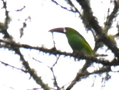 Toucanet à croupion rouge - ML645464839