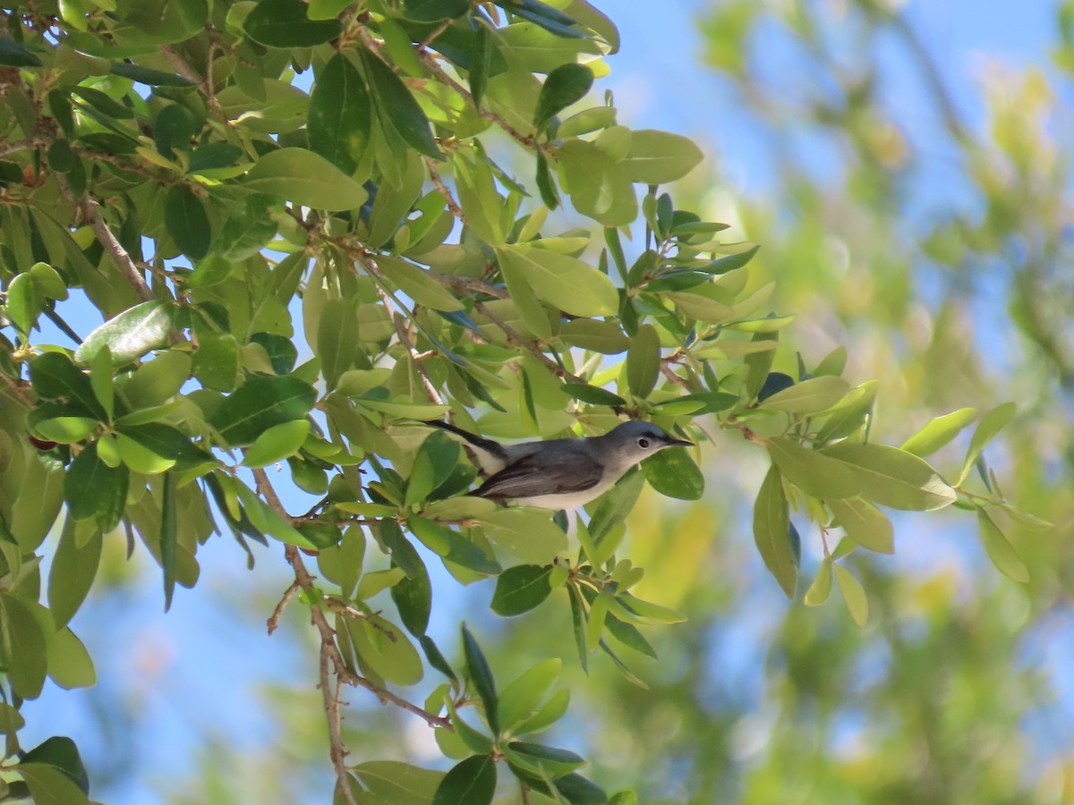 Gobemoucheron gris-bleu - ML645464841