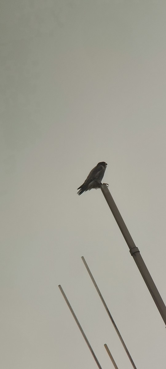 Faucon pèlerin - ML645464843