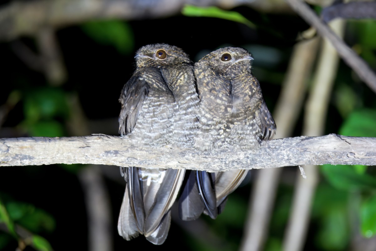 Engoulevent leucopyge - ML645464845