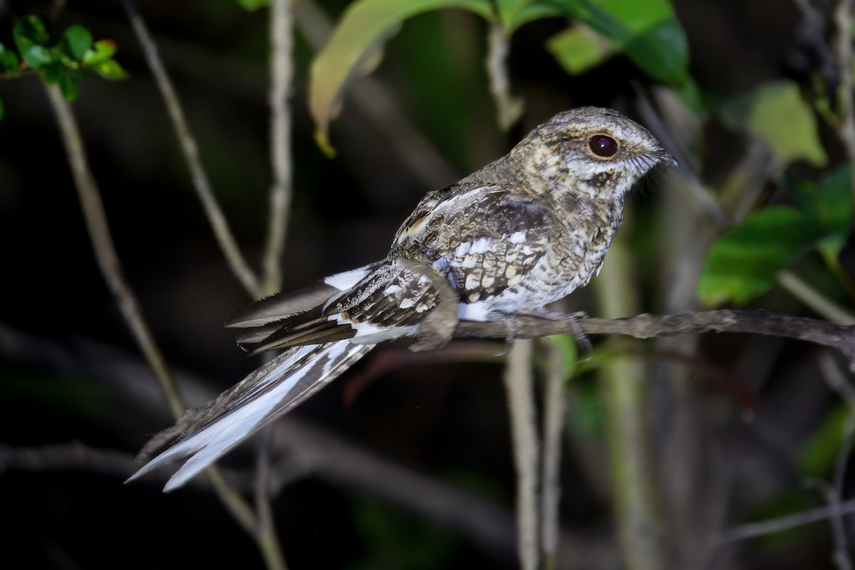 Engoulevent trifide - ML645464847